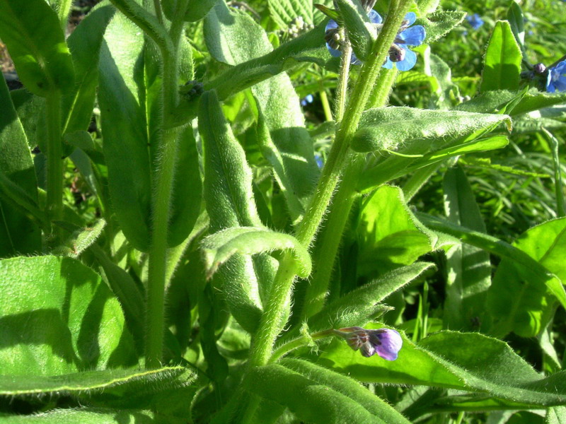 Cynoglottis barrelieri (=Anchusa barrelieri) / Buglossa di Barrelier