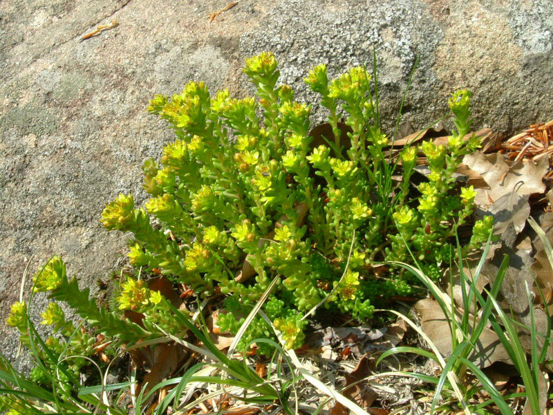 Sedum alpestre / Borracina alpestre