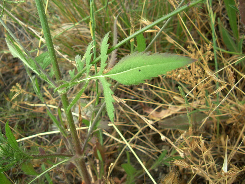 Cephalaria transsylvanica / Vedovina maggiore