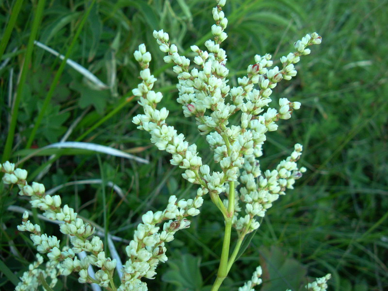 Aconogonon alpinum (=Polygonum alpinum) / Poligono alpino