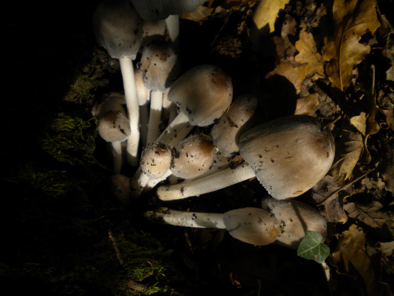 Coprinus