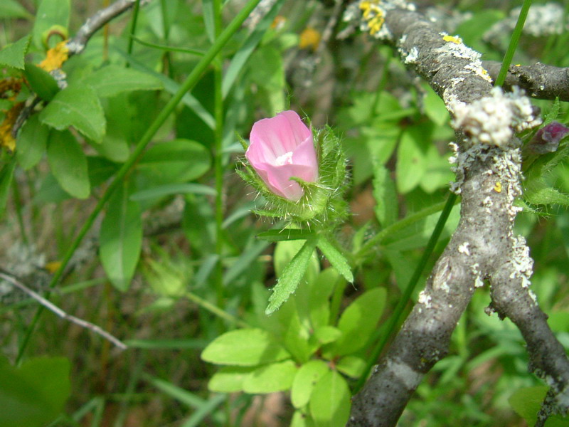 Colline di Canossa 6 bis - Althaea hirsuta