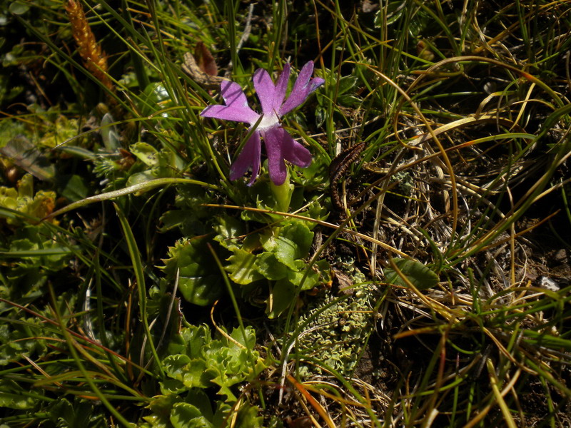 Primula minima / Primula ventaglina