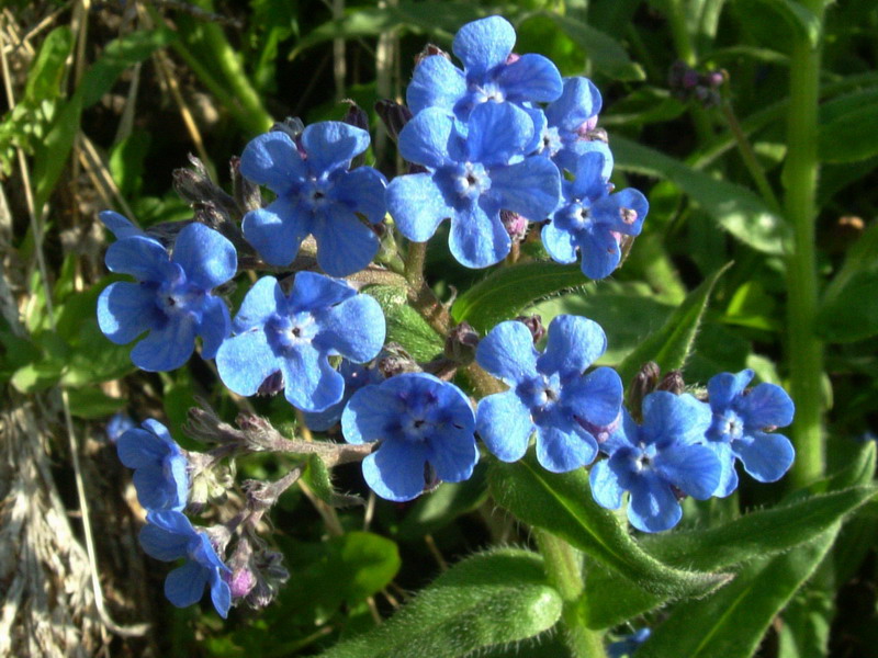 Cynoglottis barrelieri (=Anchusa barrelieri) / Buglossa di Barrelier