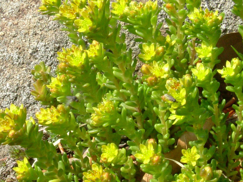Sedum alpestre / Borracina alpestre