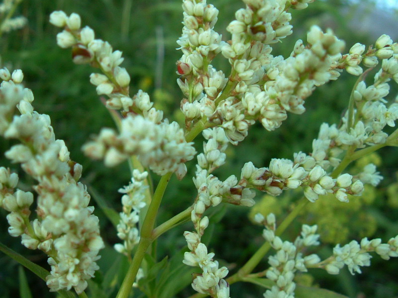 Aconogonon alpinum (=Polygonum alpinum) / Poligono alpino