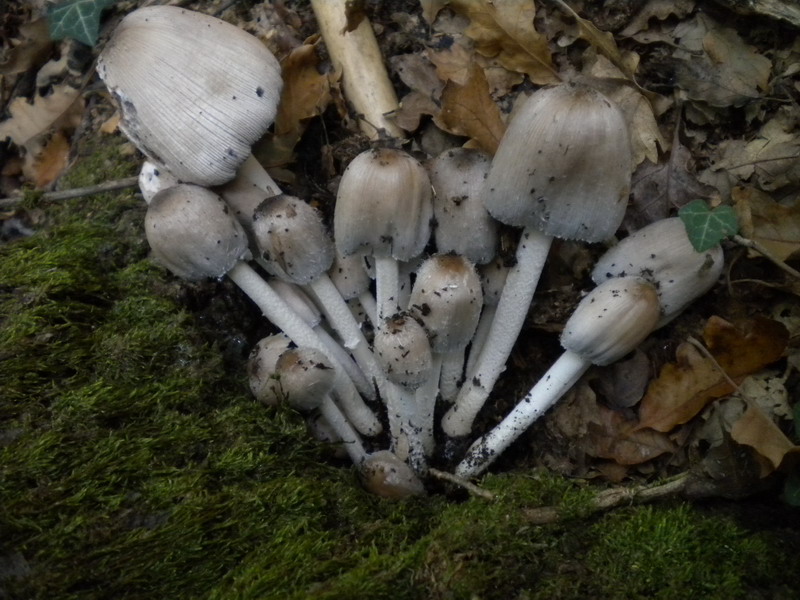 Coprinus