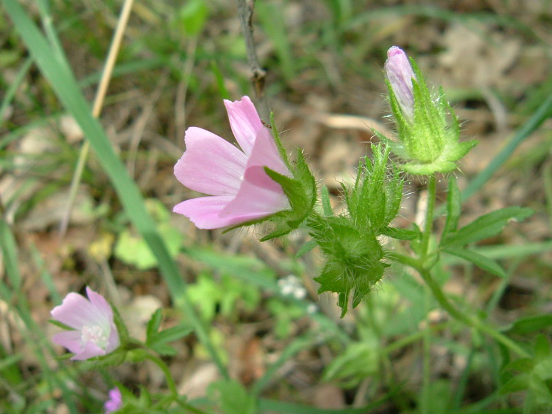 Colline di Canossa 6 bis - Althaea hirsuta