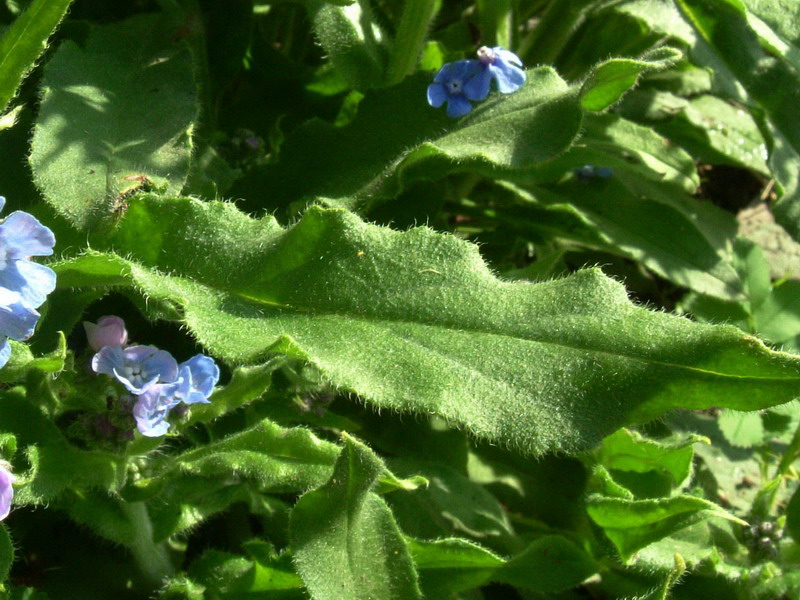 Cynoglottis barrelieri (=Anchusa barrelieri) / Buglossa di Barrelier