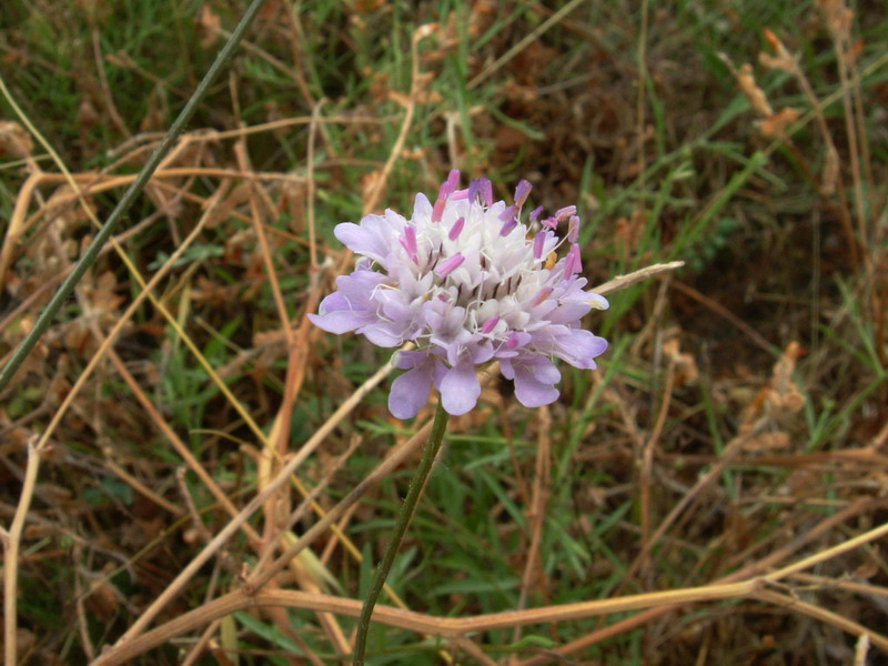 Cephalaria transsylvanica / Vedovina maggiore