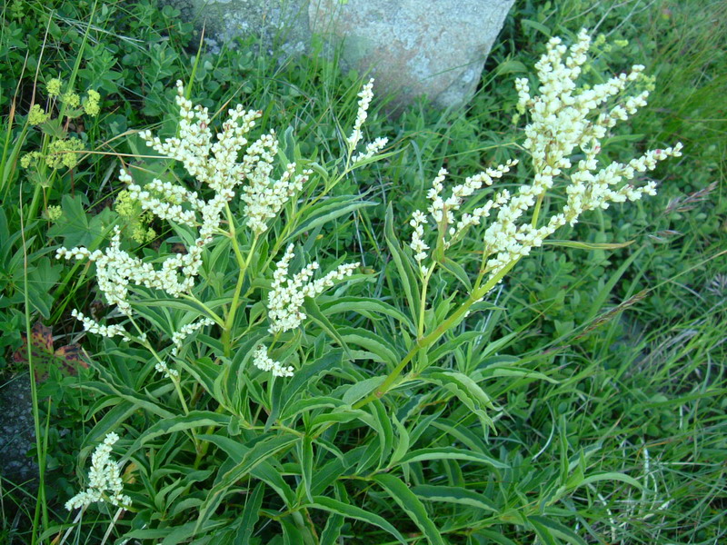 Aconogonon alpinum (=Polygonum alpinum) / Poligono alpino