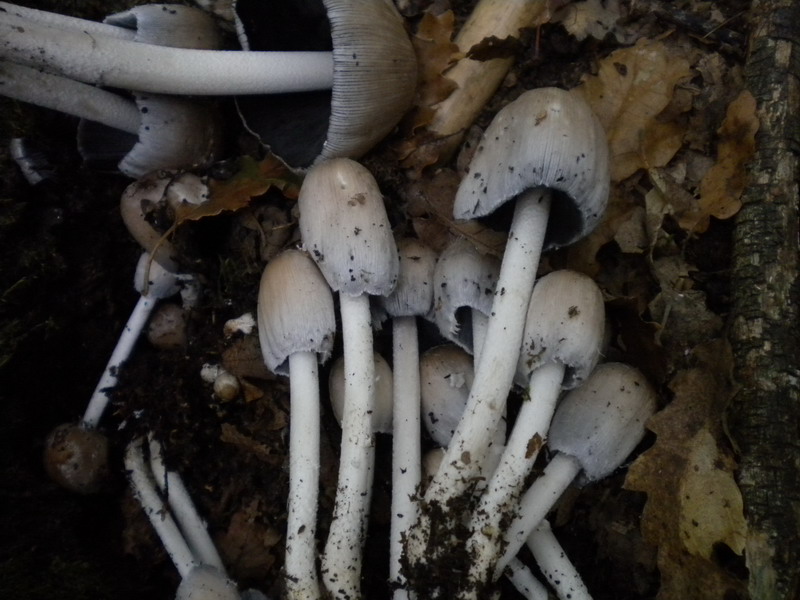 Coprinus