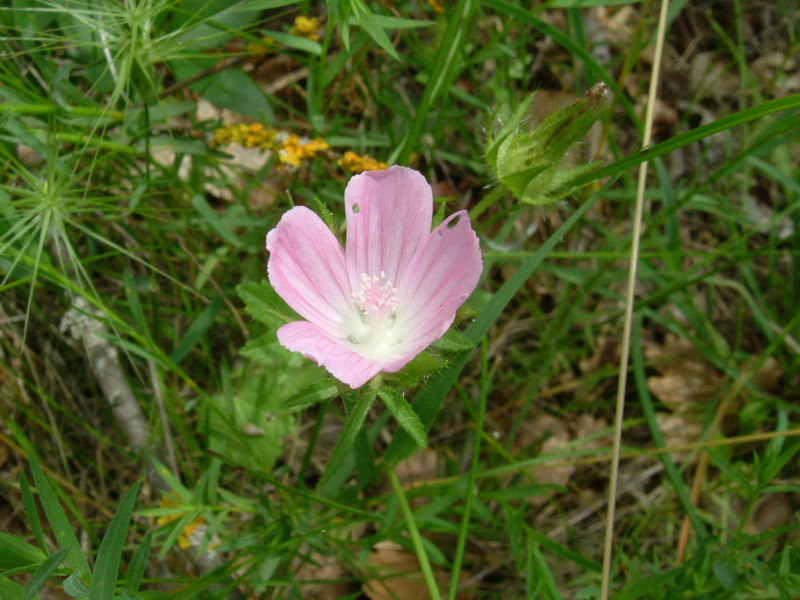 Colline di Canossa 6 bis - Althaea hirsuta