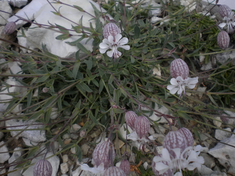 Silene vulgaris del Lagorai