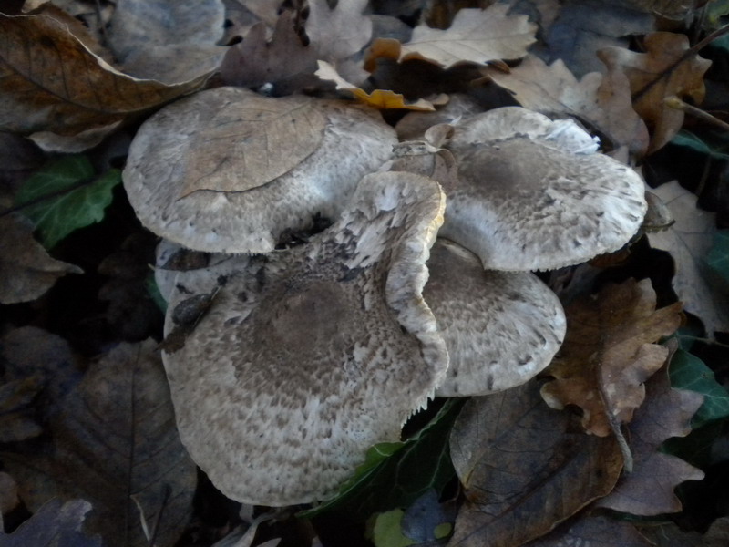 Tricholoma 2