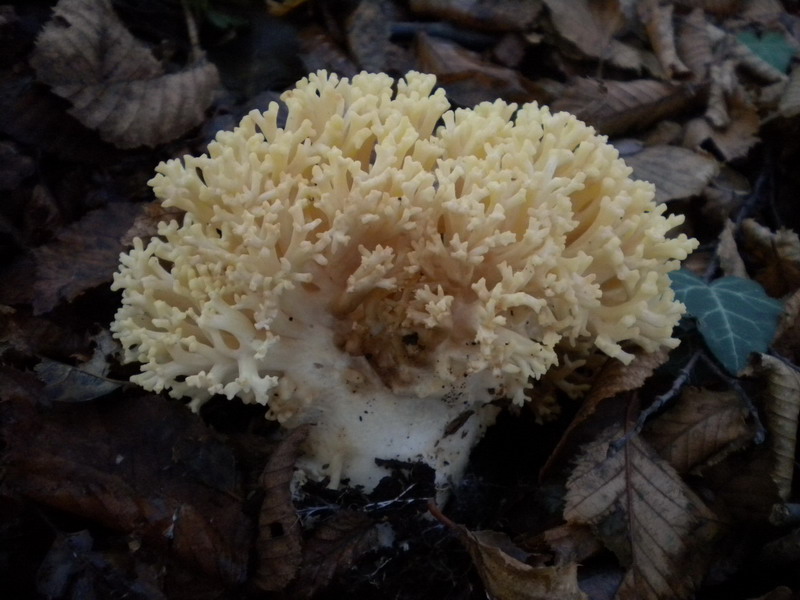 Ramaria