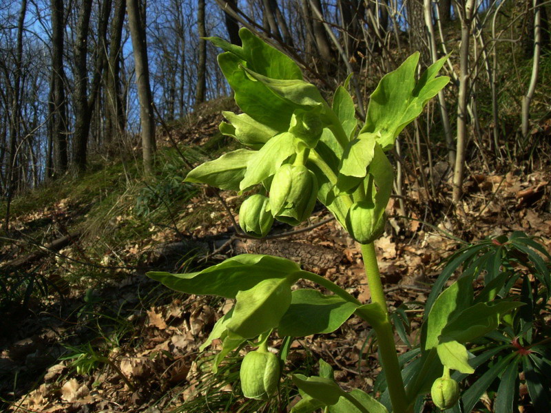 Helleborus viridis ed Helleborus foetidus