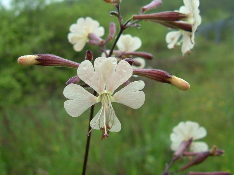 Silene cfr. italica