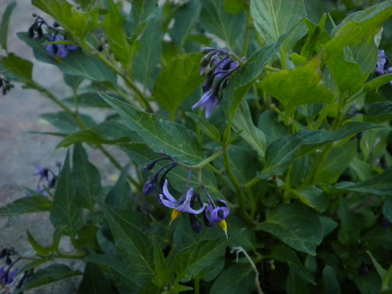 Solanum dulcamara