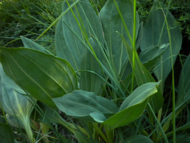 Gentiana lutea, foglie basali