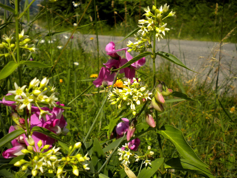 Vincetoxicum hirundinaria