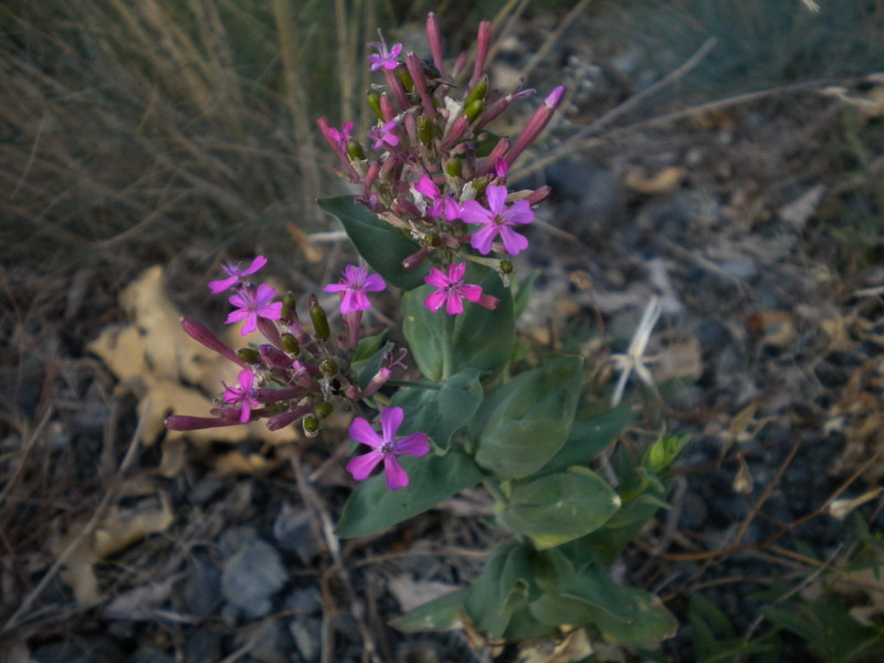 Silene armeria / Silene a mazzetti