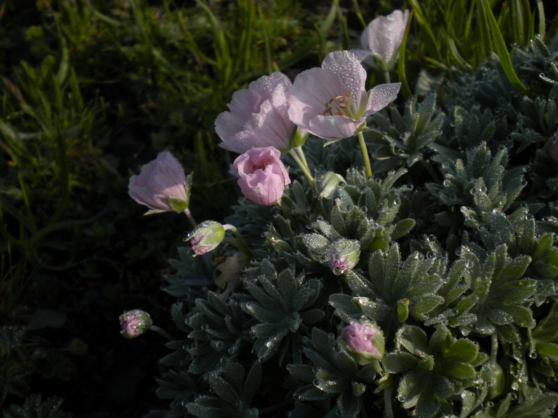 Geranium argenteum / Geranio argentino