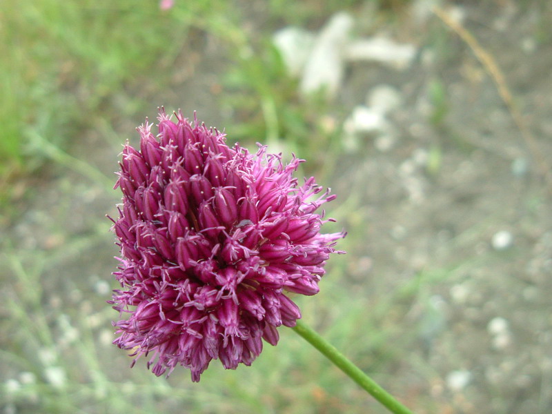 Incolti di collina: Allium sphaerocephalon L.