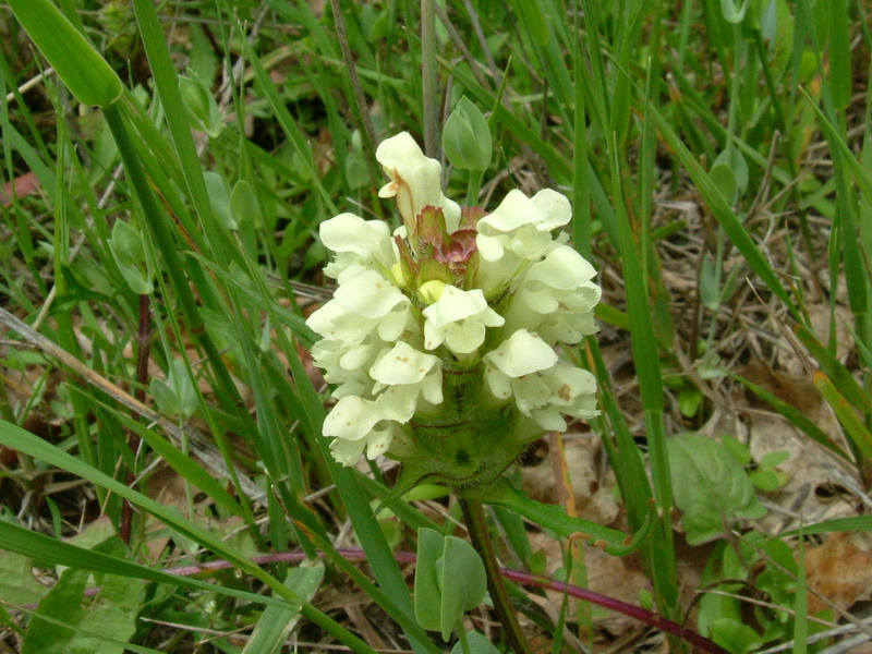 Prunella laciniata / Prunella gialla