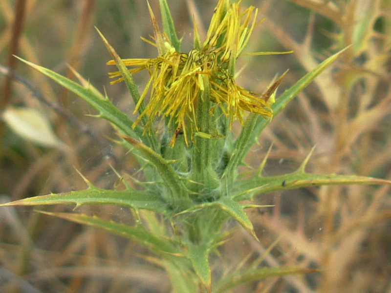 Carthamus lanatus / Zafferanone selvatico