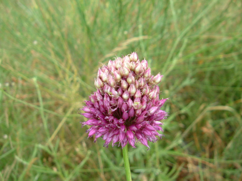 Incolti di collina: Allium sphaerocephalon L.