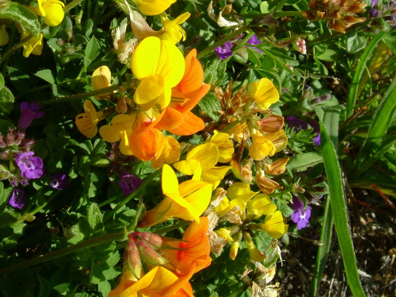 App.reggiano - Lotus corniculatus