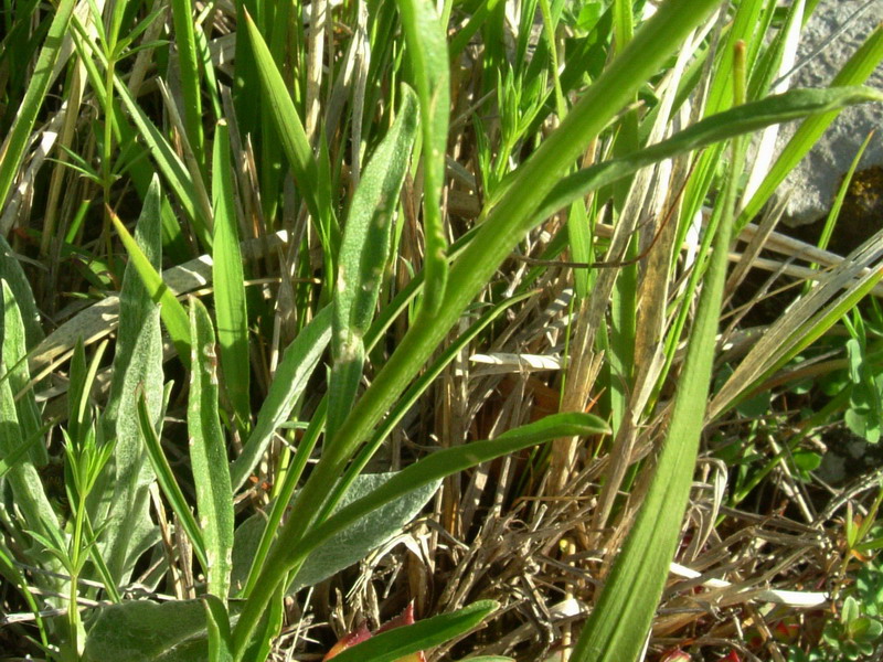 Parco del Gigante 8 - Erysimum sp.