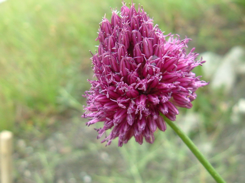Incolti di collina: Allium sphaerocephalon L.