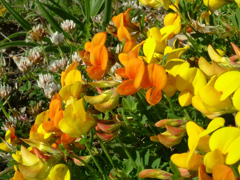 App.reggiano - Lotus corniculatus