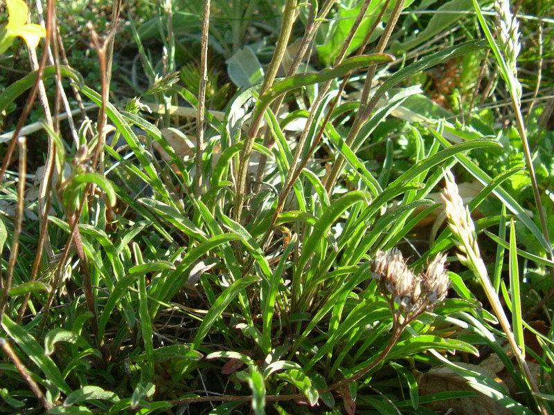 Parco del Gigante 8 - Erysimum sp.