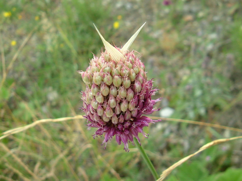 Incolti di collina: Allium sphaerocephalon L.