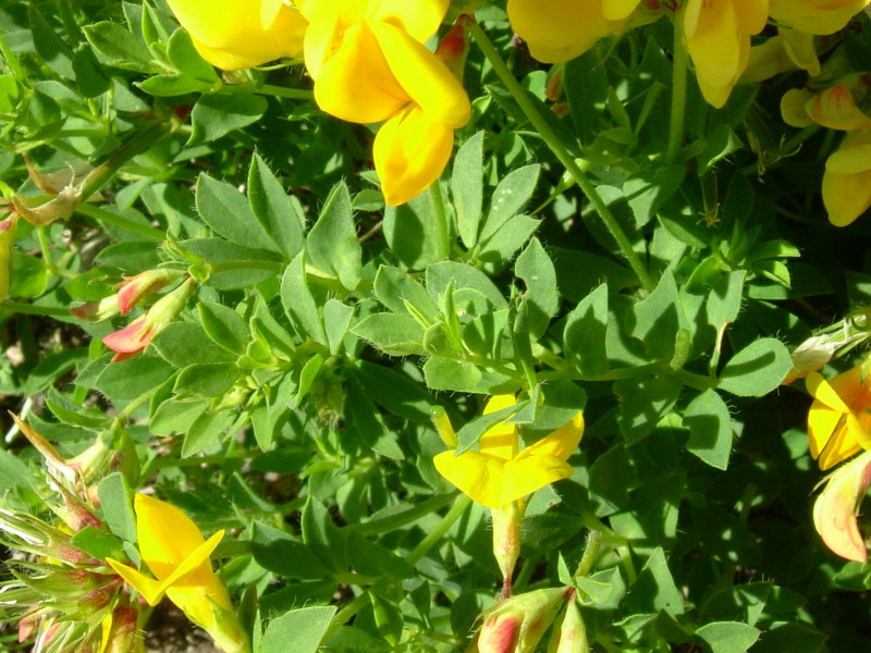 App.reggiano - Lotus corniculatus