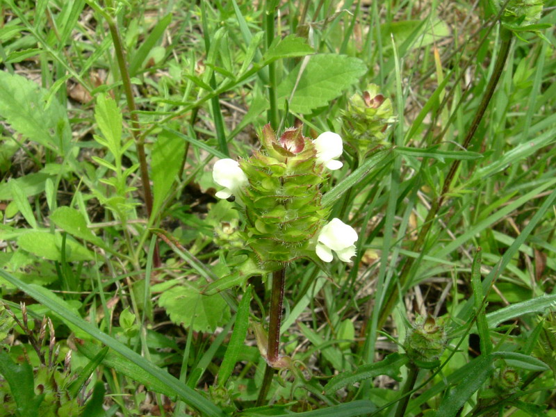 Prunella laciniata / Prunella gialla