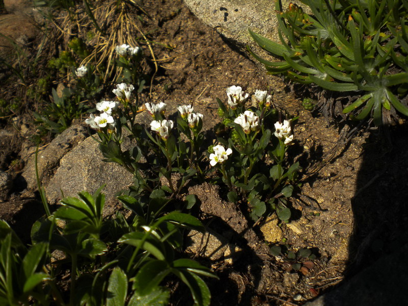 Cardamine sp.