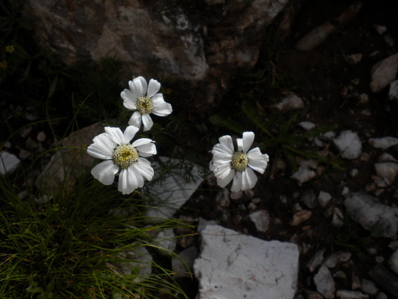 Achillea barrelieri subsp. oxyloba