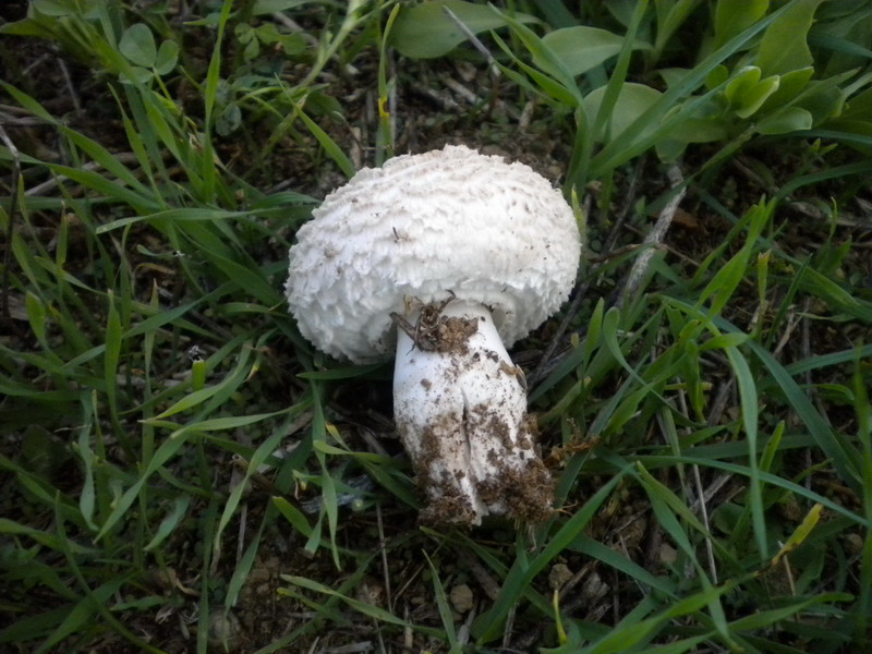 Leucoagaricus