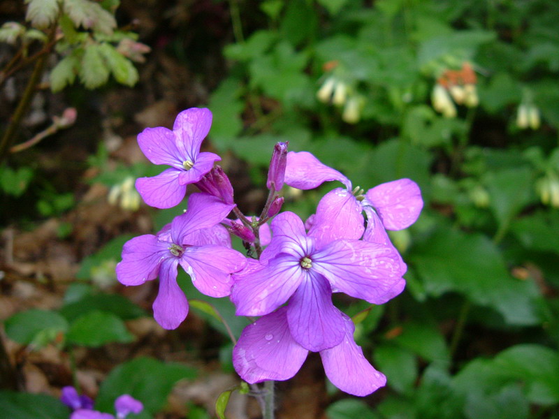 Lunaria annua