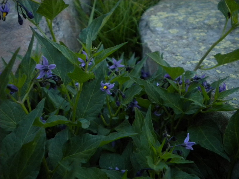 Solanum dulcamara