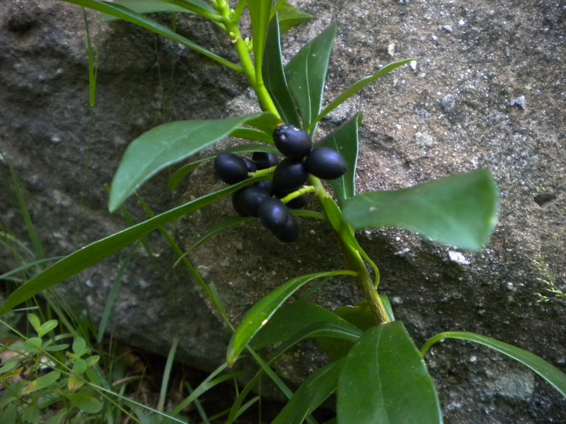 Daphne laureola / Dafne laurella