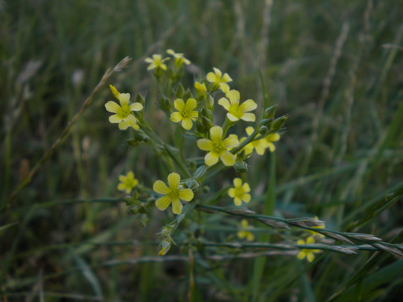 Linum strictum