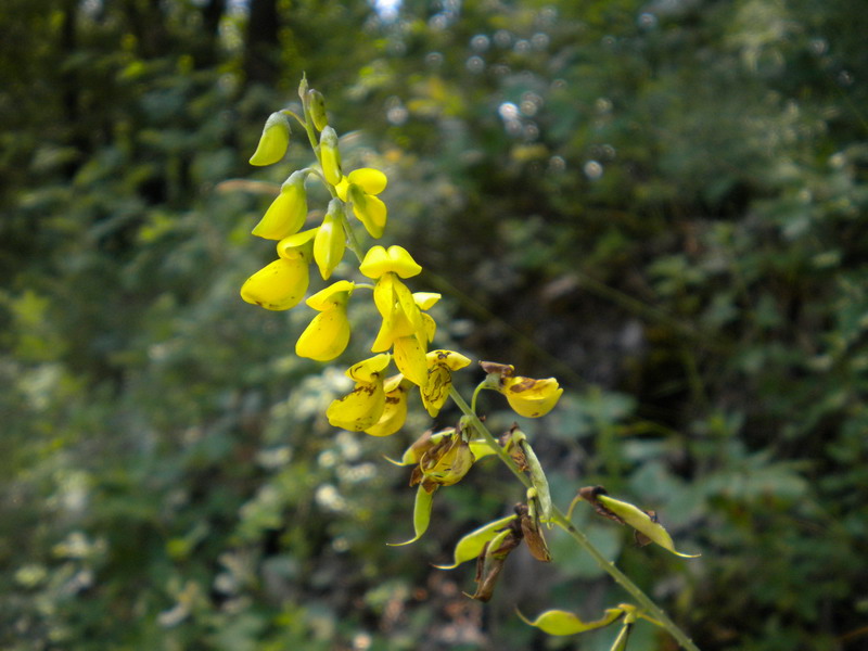 Cytisus nigricans / Citiso scuro