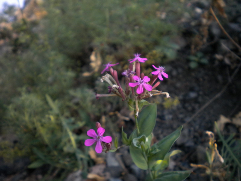 Silene armeria / Silene a mazzetti