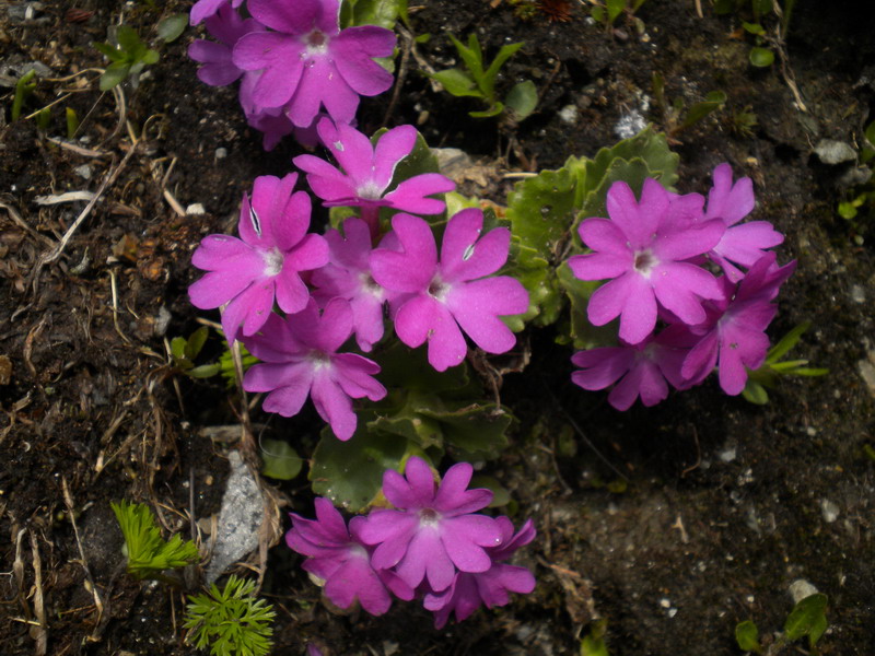 Primula hirsuta