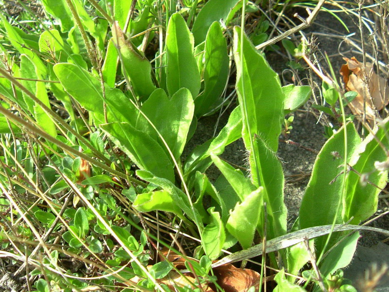 Parco del Gigante 9 - Aster bellidiastrum